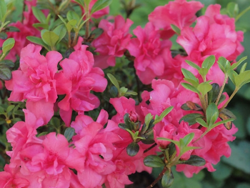 Azalea japonica 'Rokoko' 